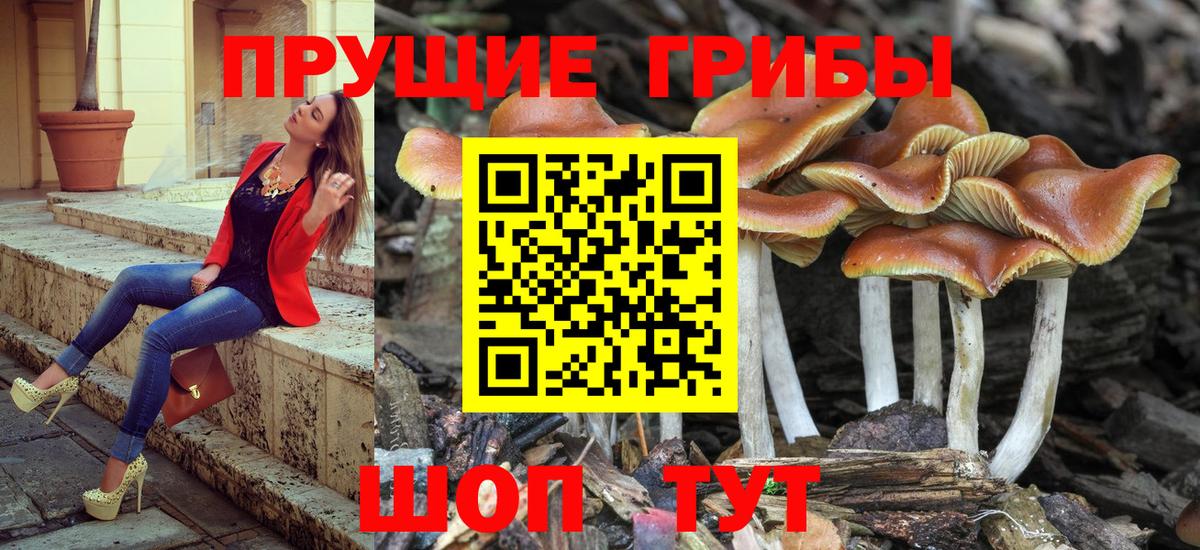 Псилоцибиновые грибы Psilocybine cubensis  Вход с VPN  Галлюциногенные грибы MAGIC MUSHROOMS  Назрань 